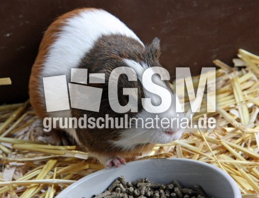 Meerschweinchen-013.jpg